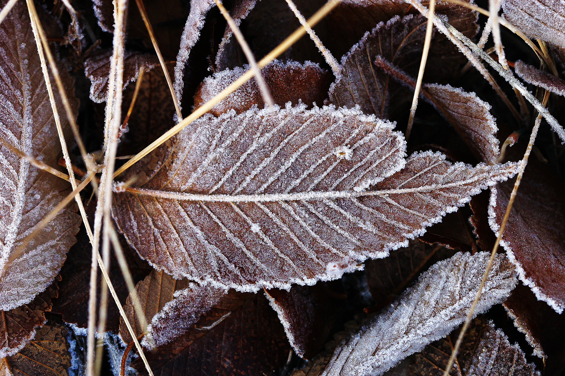 picture of leaf representing self